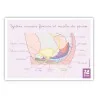 Schéma anatomique Le système urinaire féminin et muscles du périnée Schéma anatomique Le système urinaire féminin et muscles du périnée