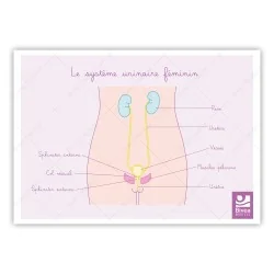 Schéma anatomique Le système urinaire féminin et muscles du périnée