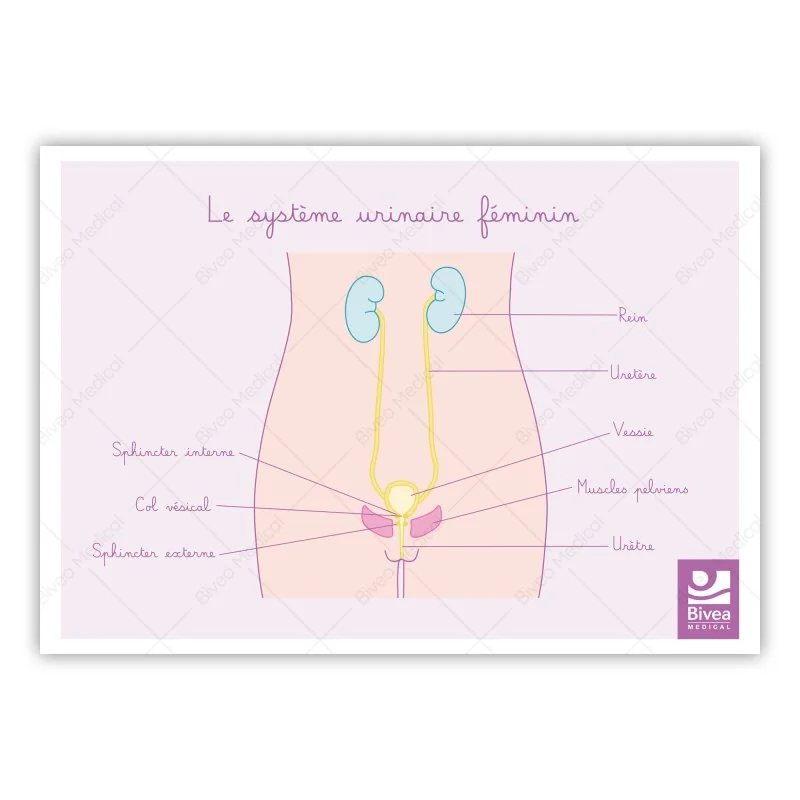 Schéma anatomique Le système urinaire féminin et muscles du périnée Schéma anatomique Le système urinaire féminin et muscles du périnée