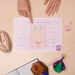 Schéma anatomique Le système urinaire masculin et muscles du périnée