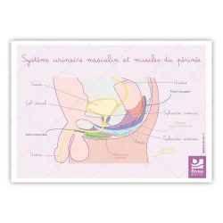 Schéma anatomique Le système urinaire masculin et muscles du périnée