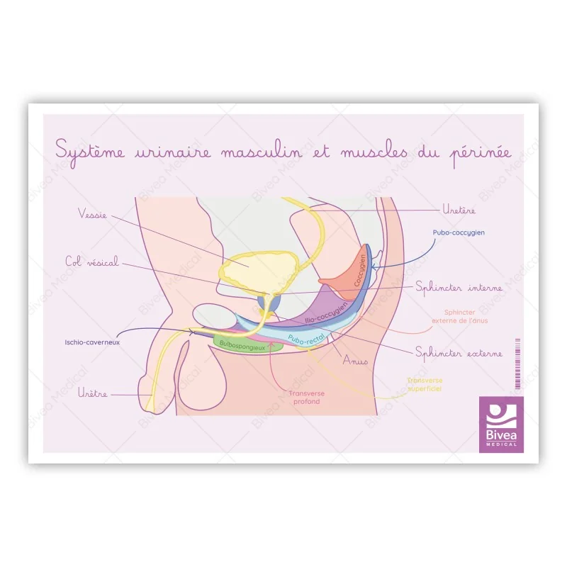 Schéma anatomique Le système urinaire masculin et muscles du périnée Schéma anatomique Le système urinaire masculin et muscles du périnée