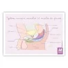 Schéma anatomique Le système urinaire masculin et muscles du périnée Schéma anatomique Le système urinaire masculin et muscles du périnée