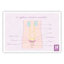 Schéma anatomique Le système urinaire masculin et muscles du périnée