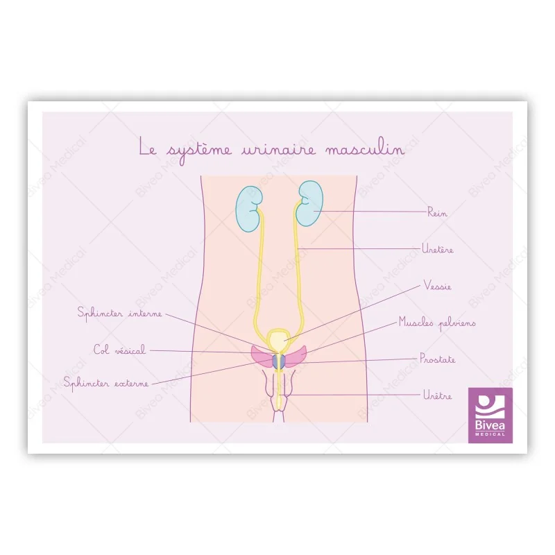 Schéma anatomique Le système urinaire masculin et muscles du périnée Schéma anatomique Le système urinaire masculin et muscles du périnée