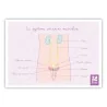 Schéma anatomique Le système urinaire masculin et muscles du périnée Schéma anatomique Le système urinaire masculin et muscles du périnée