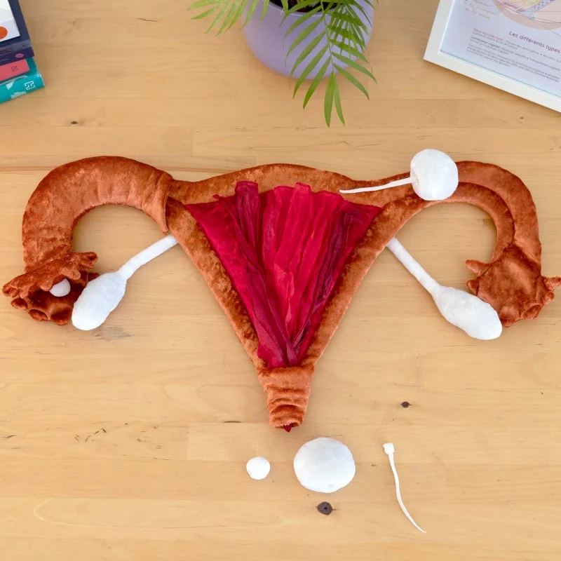 Modèle anatomique utérus et ovaires en peluche grand