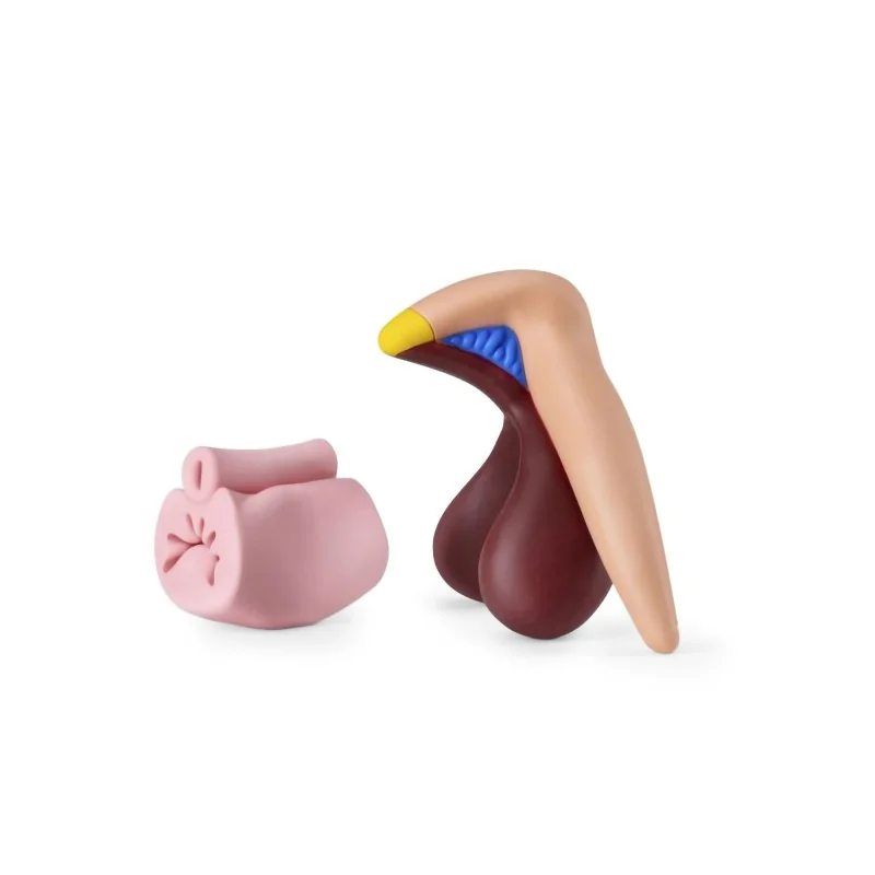 Modèle anatomique Clitoris 3D en PVC Modèle anatomique Clitoris 3D en PVC