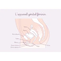 Carte appareil génital féminin