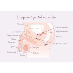 Carte appareil génital masculin