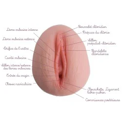 Vulve Pêche en silicone clair