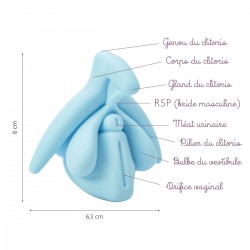 Modèle éducatif anatomie du clitoris bleu description