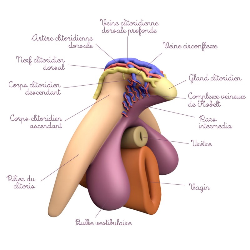 Modèle anatomique Clitoris avec vaisseaux sanguins et nerfs descriptions