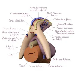 Modèle anatomique Clitoris avec vaisseaux sanguins et nerfs descriptions