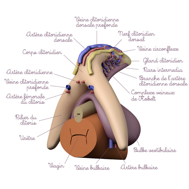 Modèle anatomique Clitoris avec vaisseaux sanguins et nerfs descriptions