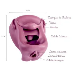 Légendes Modèle anatomique de Vagin + Vulve en silicone