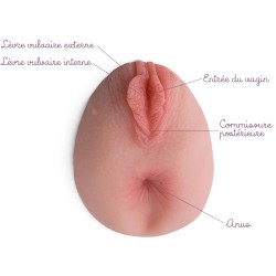 Modèle anatomique d'anus en silicone avec vulve légendes