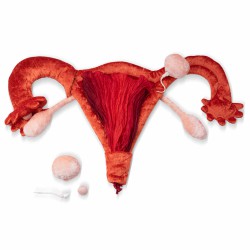 Modèle anatomique utérus et...