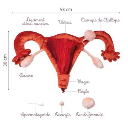 Modèle anatomique utérus et ovaires en peluche grand