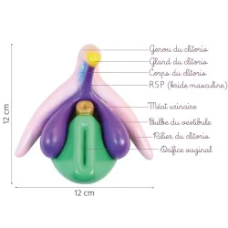 Modèle anatomique Clitoris 3D en PVC