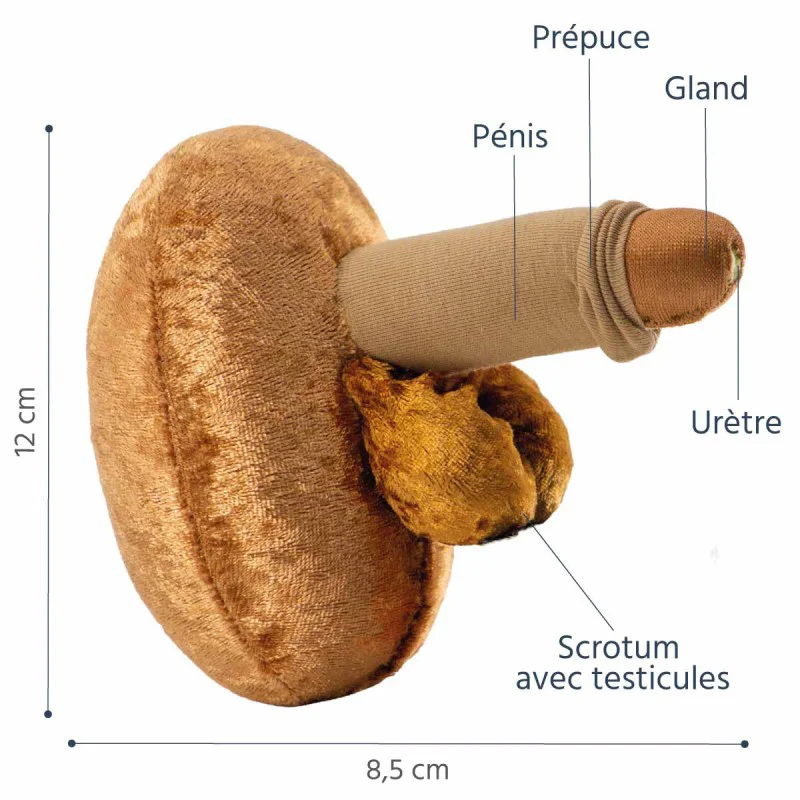 Modèle anatomique de pénis grand + urètre en peluche