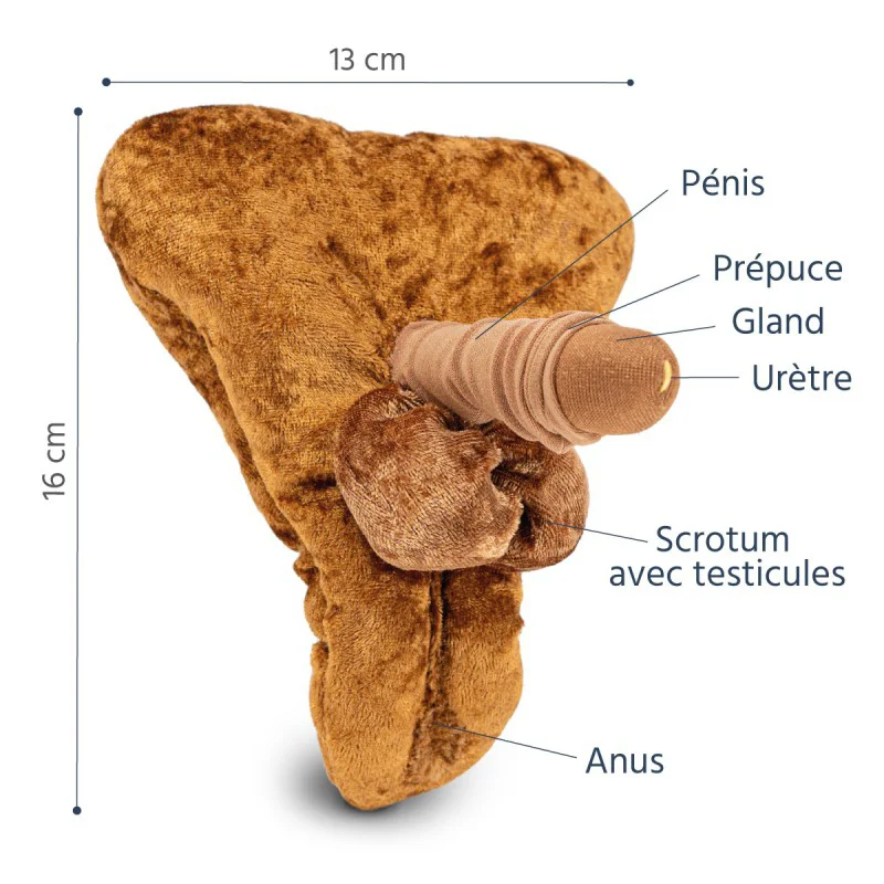 Modèle anatomique de pénis petit au repos + anus en peluche