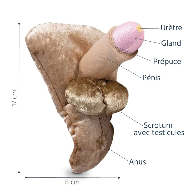 Modèle anatomique de pénis grand + urètre + anus en peluche