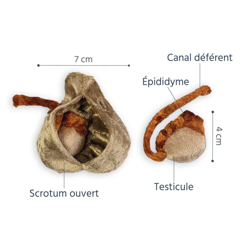 Modèle anatomique scrotum + testicules en peluche