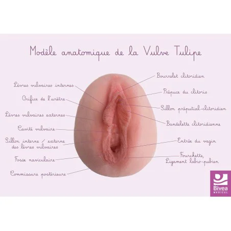 Carte anatomique Vulve Tulipe