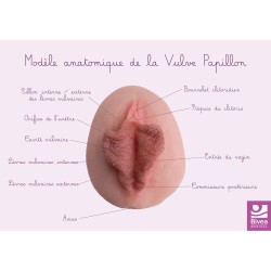 Carte anatomique Vulve Papillon