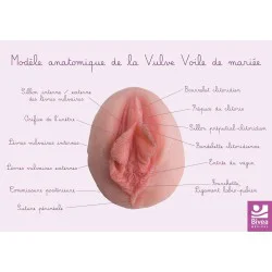 Carte anatomique Vulve Voile de mariée