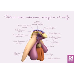 Carte anatomique Clitoris...